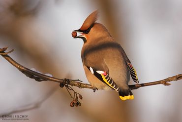 Bohemian Waxwing taken in cold morning in Central Lithuania.