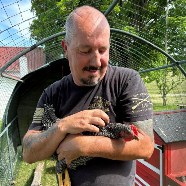 Man holding a barred chicken inside a coop.