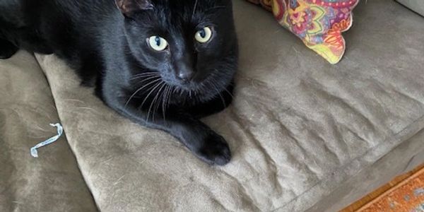 Dog Sitter webster groves