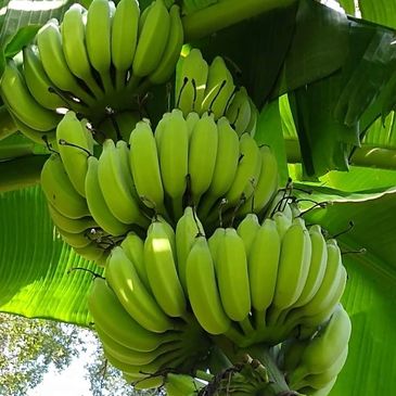 Large rack of bananas
