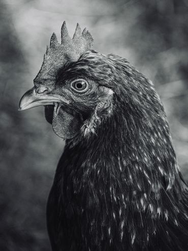 Brian Satch
Black and White portrait of a Rooster
Photograph
8x10”w
$120
Copyright © Brian Satch all