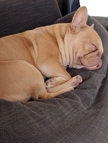 French bulldog sleeping peacefully on a dark gray couch.