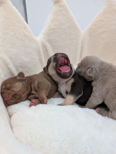 Three newborn puppies resting on a soft surface.