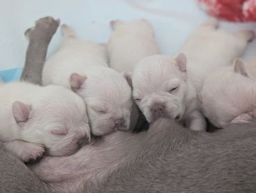 A group of newborn puppies sleeping close together.