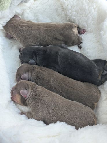 Four newborn puppies sleeping on a fluffy white bed.