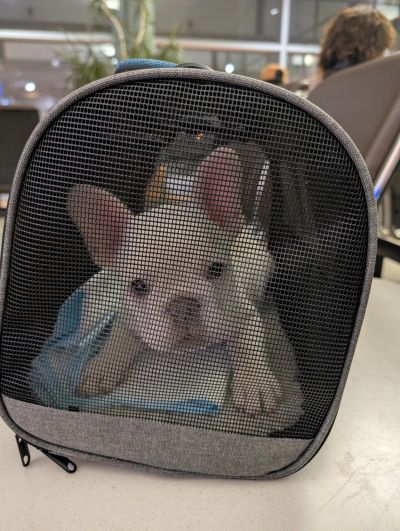 A French Bulldog in a mesh pet carrier.