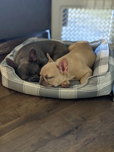 Two French bulldogs sleeping together in a bed.