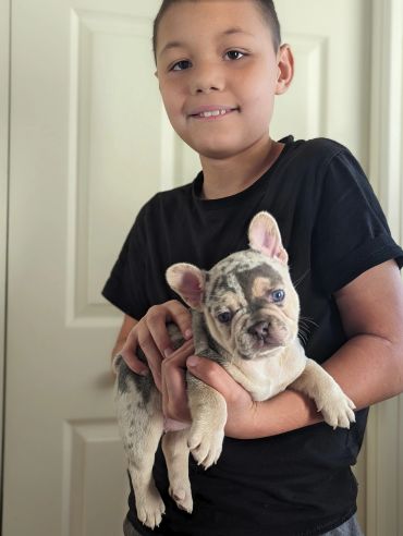 Boy holding a spotted French Bulldog puppy.