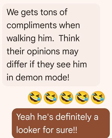 Humorous text about receiving compliments when walking a pet, with a playful warning about his 'demon mode'.