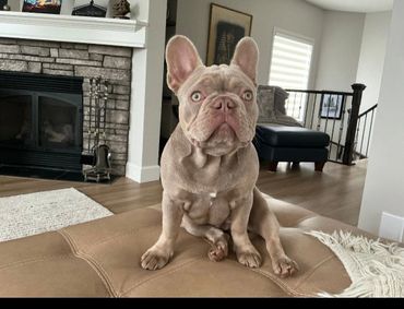 A light brown French Bulldog sitting on a leather surface indoors.