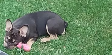 A small black and tan dog lying on green grass with a pink toy.