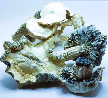 "The Real" Jack Frost | Magic Mushrooms | Exclusive