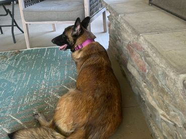 A large dog with a purple collar lying on a rug next to a stone wall.