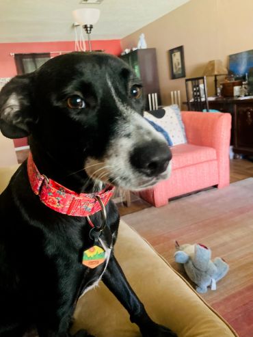 Close-up of a black and white dog wearing a red collar indoors.