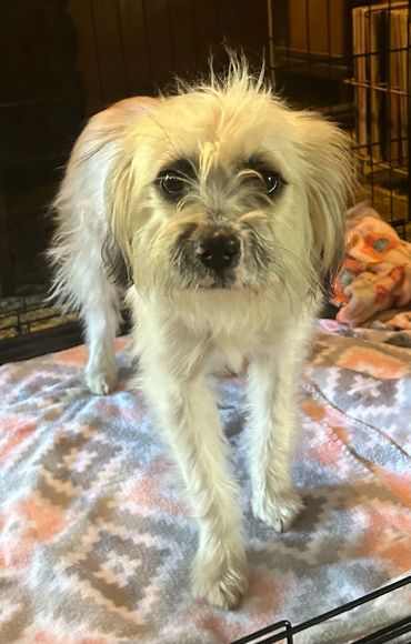 Small scruffy dog standing on a patterned blanket inside a crate.