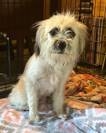 Small scruffy white dog sitting on a blanket inside a cage.