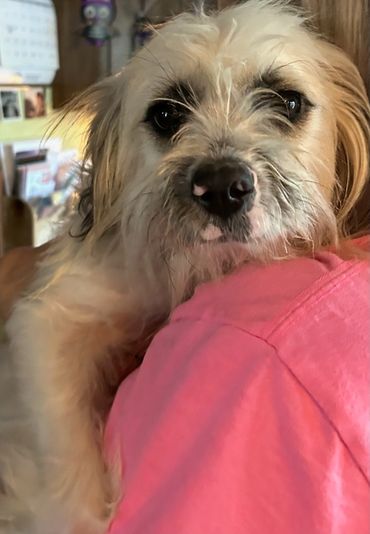 A small dog being held lovingly on a person's shoulder.