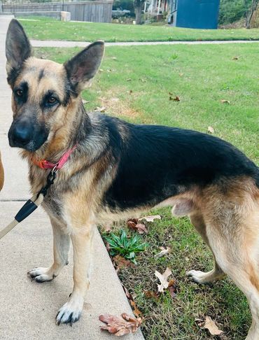 German Shepherd standing outdoors on a sidewalk beside grass.