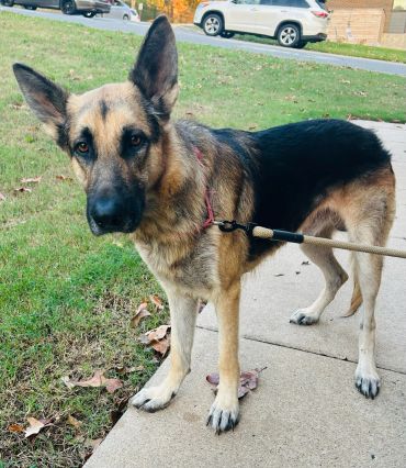 A German Shepherd dog standing on a sidewalk next to grass.