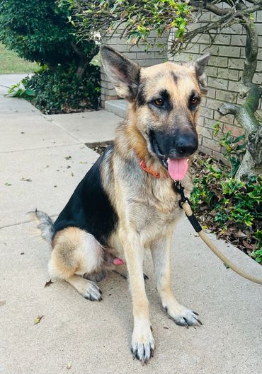 German Shepherd dog sitting on a sidewalk with a leash.