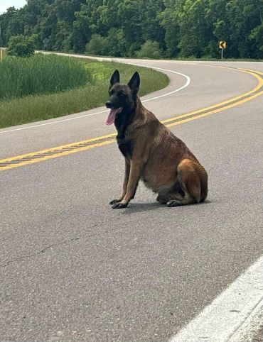 A dog sitting in the middle of a winding road on a sunny day.