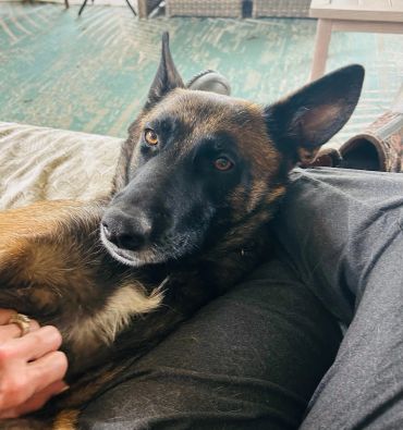 A relaxed German Shepherd lying beside a person indoors.