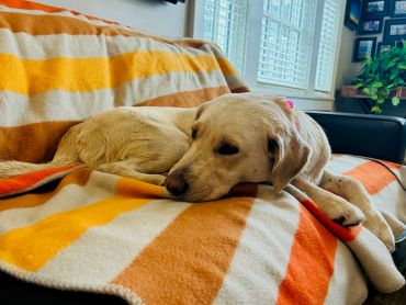 A light-colored dog resting on a striped blanket on a couch.