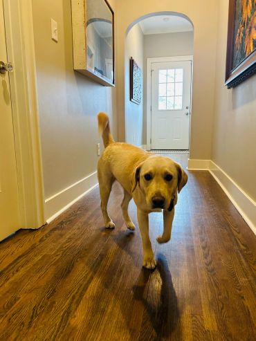 A yellow Labrador retriever walking down a wooden hallway indoors.