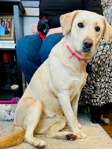 A light-colored dog sitting attentively on a rug next to a person.