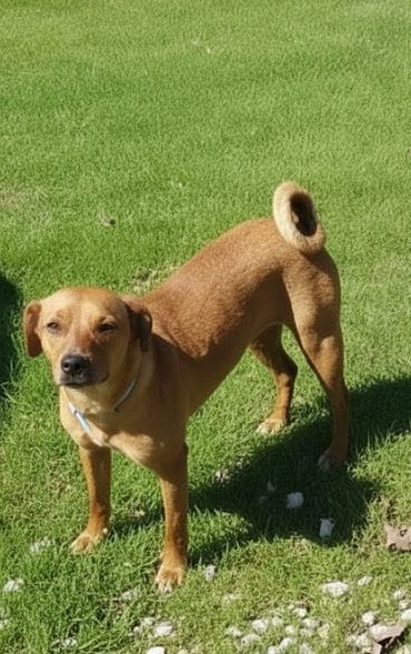 A brown dog with a curled tail standing on green grass in sunlight.