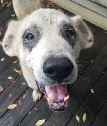 Happy dog with a big smile on a wooden deck.