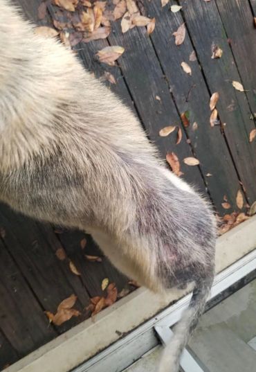 Close-up of a dog's dirty paw on a wooden deck with scattered leaves.