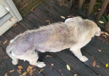 A dog with patchy fur stands on a wooden deck.