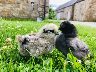 one week old silkie chicks