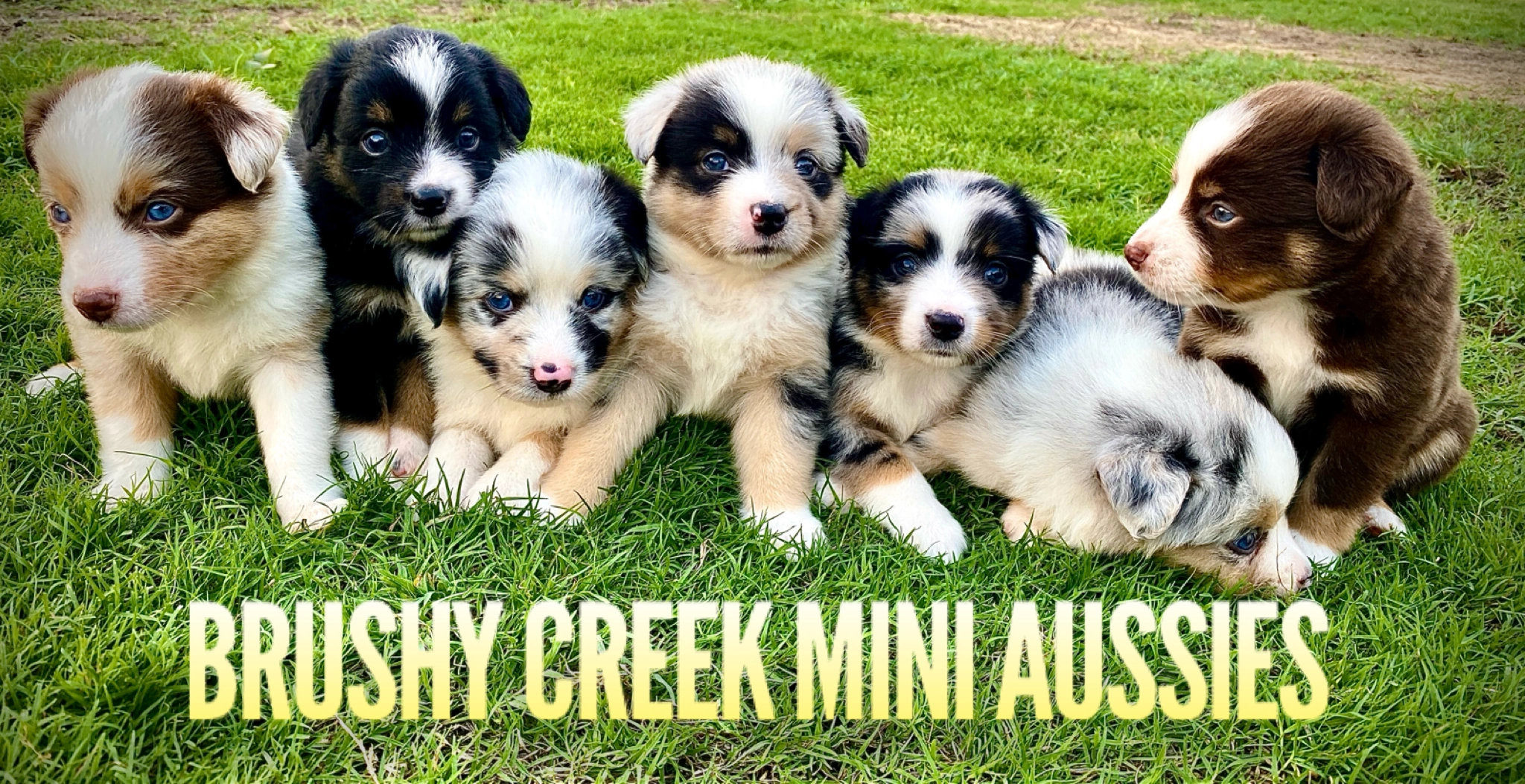 Hughes mini aussies sale