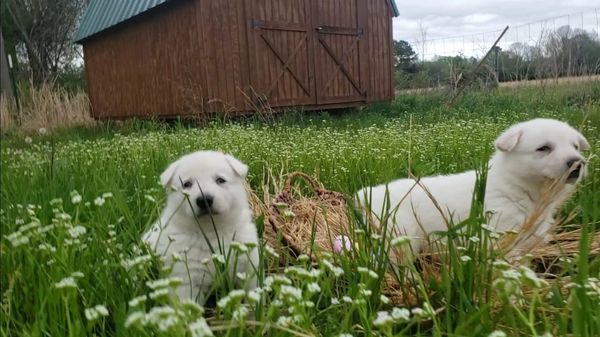 WGSDog - White German Shepherd dogs of Lacy Farm. AKC puppy, pet, or service animal (I don’t train.)