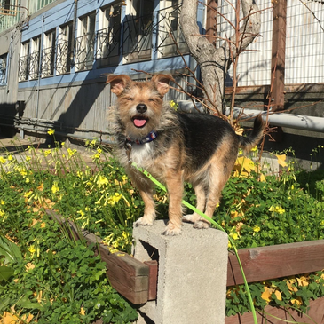 Yolo a black, blonde and caramel, small terrier dog stands on top of a cinder block.