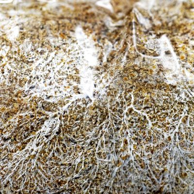 Mushroom Mycelium made from liquid culture