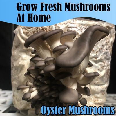 Black Pearl King Mushroom Liquid Culture