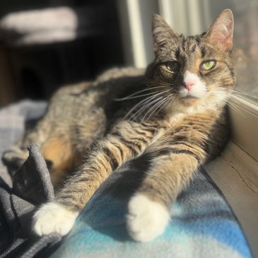Cat lounging by a window