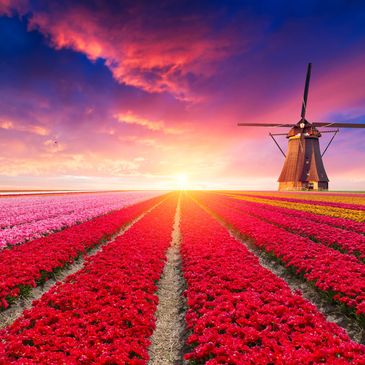 Holland Tulips in full bloom