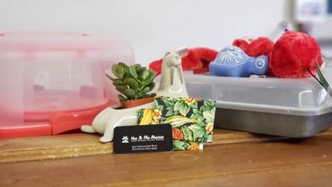 kitchenware, including covered brownie and cake pans, a succulent planter, and a dog toy