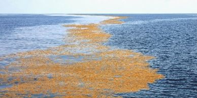 Gulf-of-Mexico-Weedline-Fishing
