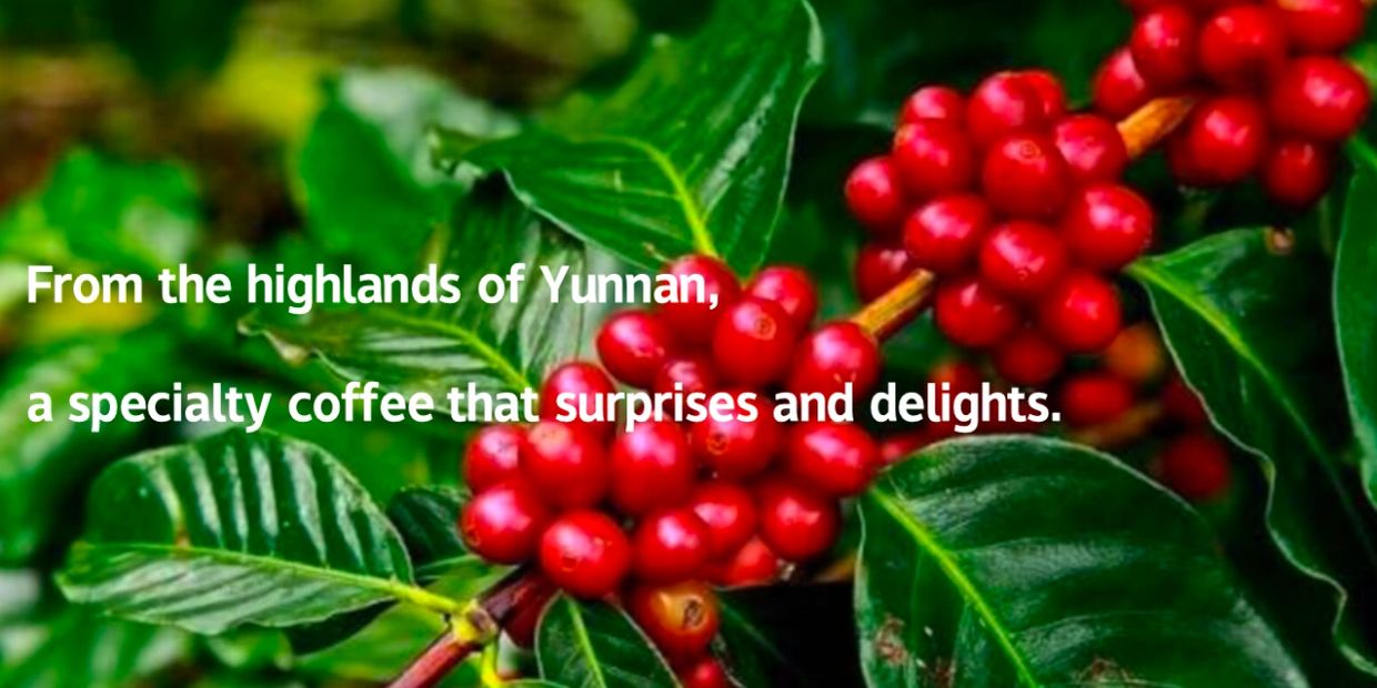 Red coffee cherries on a branch with flavor description text.