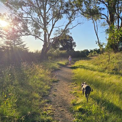 Child and dog walking on sunlit forest path in late afternoon.
