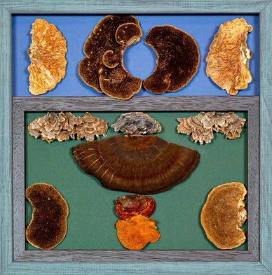 Mushrooms assemblage in double frame fillet rustic blue & gray frames with blue & green mat boards