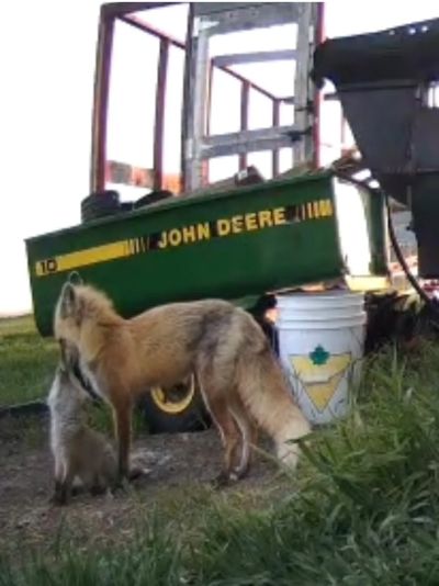 A fox nuzzles a raccoon near farm equipment labeled John Deere.
