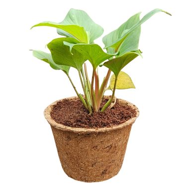 Coir Pots