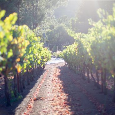 Sunlit vineyard rows with a dirt path covered in fallen leaves.