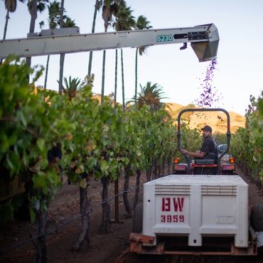 Worker harvesting grapes in a vineyard using a tractor and conveyor system.